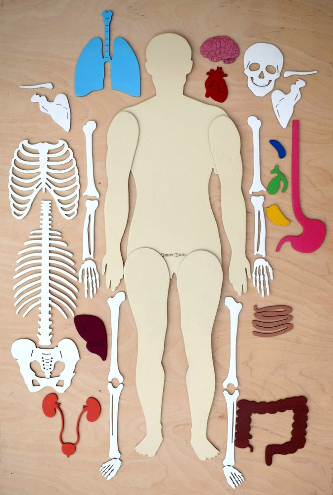 Wooden Human Body Model - مجسم خشبي لجسم الإنسان